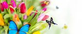 Butterflies on the colourful spring flowers - HD wallpaper