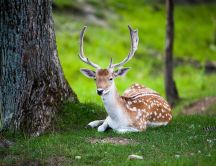 Professional photo in the wild nature -Beautiful deer animal