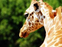 Wonderful neck of giraffe - HD wild animal wallpaper