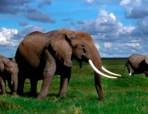 Big elephants in the jungle - HD wild animals wallpaper