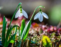 Two delicate snowdrops - Spring flowers in the garden