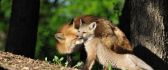 Fox mother and son - Sweet love between animals