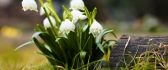 Wonderful spring flowers - Delicate snowdrops