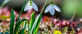 Two delicate snowdrops - Spring flowers in the garden