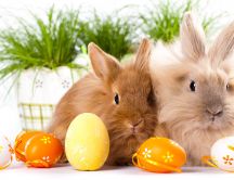 Orange Easter eggs and two fluffy rabbits - Happy Holiday