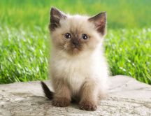 Sweet little cat in the garden - HD animal wallpaper