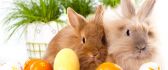 Orange Easter eggs and two fluffy rabbits - Happy Holiday