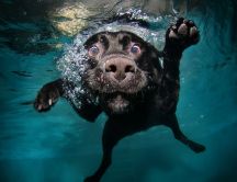 Funny dog face under the water - HD Macro wallpaper