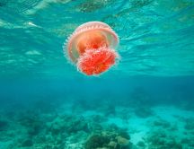 Wonderful orange jellyfish in the middle of the ocean
