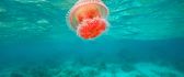 Wonderful orange jellyfish in the middle of the ocean