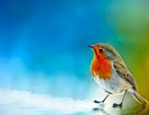 Beautiful little colorful bird - painted background