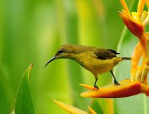 Magic nature - Little bird on a flower - HD wallpaper
