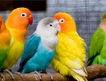 Wonderful cocktail parrots - HD wallpaper birds