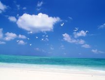 Wonderful blue water and white birds on the sky