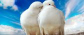 Two lovely doves near the sea - HD wallpaper
