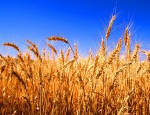 Wonderful golden wheat - Summer food HD wallpaper
