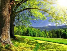 Wonderful sunlight through the green branches