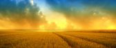 Golden wheat field and a beautiful summer sky