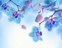 Romantic flower - Blue and white Orchid - HD wallpaper