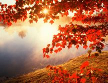 Good morning Autumn sun - Forest landscape