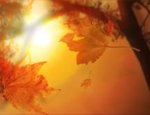 Macro Autumn leaves flying down to ground - HD wallpaper