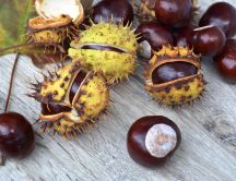 Wild chestnuts on the table - Autumn fruits