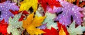 Big water drops on the Autumn leaves - HD nature wallpaper