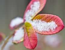 Macro wallpaper - Beautiful red leaf full with snow