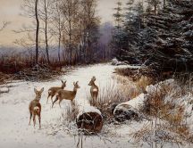 Wild deers in the forest - Winter season
