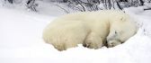 Sleepy Polar bear in the white snow - HD wallpaper