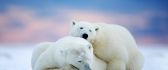 Love between two polar bears at North Pole - Wild animals