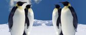 Penguins talking about winter - HD wild animals