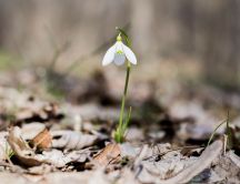 One little snowdrop in the forest - Beautiful spring flower