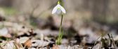 One little snowdrop in the forest - Beautiful spring flower