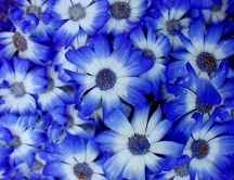 Wonderful blue passion on a wallpaper - Flower power