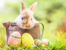 Browny fluffy rabbit and colorful Easter eggs -Happy Holiday
