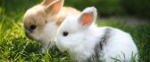 Two little fluffy bunnies in the grass -Happy Easter Holiday