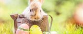 Browny fluffy rabbit and colorful Easter eggs -Happy Holiday