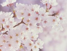 White beautiful flowers on a blossom tree - HD spring season