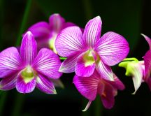 Beautiful purple Orchid flower in the garden