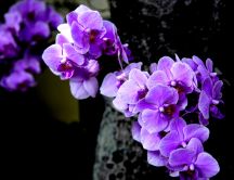 Small purple orchid flowers - Wonderful spring time