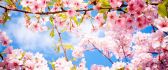 Wonderful cherry tree blossom flowers -Spring season perfume