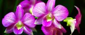 Beautiful purple Orchid flower in the garden