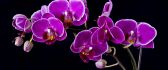 Beautiful contrast purple orchid and black background