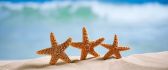 Happy three starfish on the beach - Perfect summer holiday