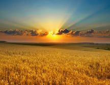Golden wheat in the sunset light - Summer season time