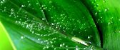 Nature is wonderful - Macro water drops on a green leaf