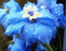 Wonderful blue flower - Macro water drops on the leaf