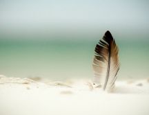 One feather in white sand - HD abstract wallpaper