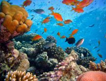 Colorful sea animals in the water habitat - Fish and coral